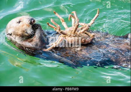 California sea otter (Enhydra lutris) Alimentazione sulla parte settentrionale di kelp granchio, baia di Monterey, California, USA, Oceano Pacifico orientale, può Foto Stock