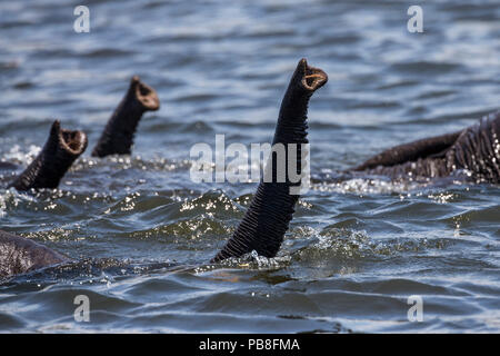 L'elefante africano (Loxodonta africana) nuoto attraverso fiume Chobe, linee sollevato al di sopra della superficie per la respirazione, Chobe National Park, la frontiera fra il Botswana e Namibia. Foto Stock