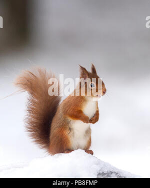 Red scoiattolo (Sciurus vulgaris) sorgeva sul log in neve , Cairngorms National Park, Scotland, Regno Unito. Dicembre. Foto Stock