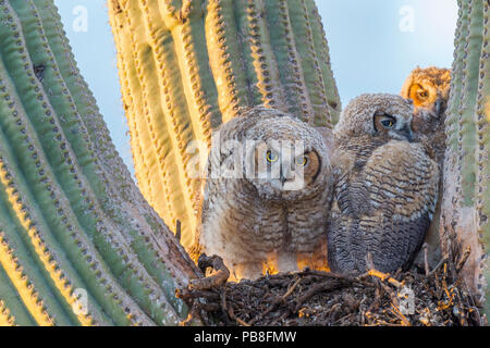 Grande gufo cornuto (Bubo virginianus) pulcini nel nido di cactus Saguaro (Carnegiea gigantea), Santa Catalina Mountains, Arizona, USA, maggio. Foto Stock
