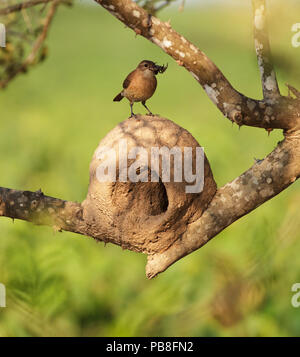 Rufous Hornero / Ovenbird (Furnarius rufus) appollaiato sul nido, Pantanal, Brasile Foto Stock