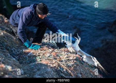 Scienziato liberando Northern gannet (Morus bassanus) impigliato in marine figliata. Isola di Grassholm, Wales, Regno Unito. Ottobre Foto Stock