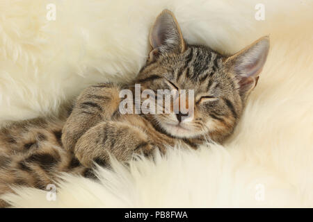 Tabby kitten, Picasso, di età di 3 mesi, di dormire su un soffice tappeto. Foto Stock