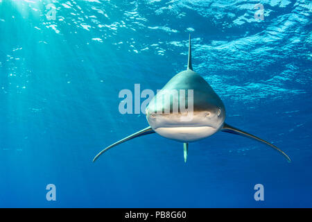 Whitetip shark (Carcharhinus longimanus) sulla testa sotto la superficie. Isola rocciosa, Egitto. Mar Rosso Foto Stock