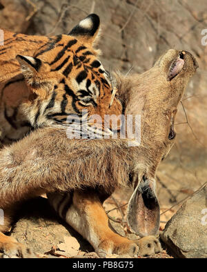 Tigre del Bengala (Panthera tigris tigris) femmina "Noor T19' uccisione Sambar deer (Rusa unicolor) da strangolamento. Ranthambhore, India. Foto Stock