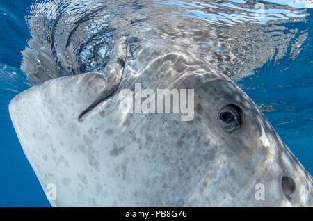 Squalo balena (Rhincodon typus) in corrispondenza di una superficie di acqua, Cenderawasih Bay, Papua occidentale. Indonesia. Vincitore dell'uomo e natura premio del portafoglio nelle Terre Sauvage Natura Immagini concorso a premi 2015. Foto Stock