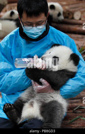 Panda gigante (Ailuropoda melanoleuca) detentore alimentare giovane panda acqua calda con il miele, Chengdu Panda Centro di allevamento, Sichuan, in Cina, Gennaio 2012. Foto Stock