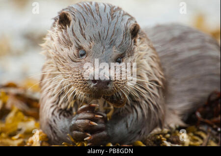 Unione Lontra di fiume (Lutra lutra) alimentazione su un Pesce Scorpione (Taurulus bubalis), Shetland, Scozia, Marzo. Foto Stock