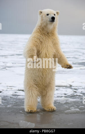 Giovane orso polare (Ursus maritimus) in piedi sulle zampe posteriori, Bernard allo spiedo, 1002 Area, Arctic National Wildlife Refuge, versante Nord, Alaska, STATI UNITI D'AMERICA, Ottobre. Le specie vulnerabili. Foto Stock