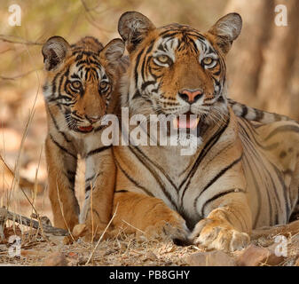 Tigre del Bengala (Panthera tigris tigris) madre con cub età quattro mesi, Ranthambhore, Rajhasthan, India Foto Stock