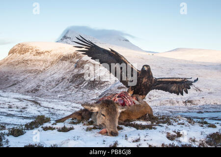 Aquila reale (Aquila chrysaetos) alimentazione su Red Deer carcassa, Assynt, Scozia. Highly commended nella categoria di habitat del BWPA (British Wildlife Photography Awards) 2016. Foto Stock