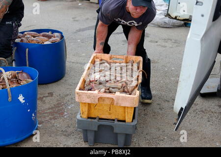 Newquay, Cornwall, Regno Unito. 27 Luglio, 2018. Granchio di mare i pescatori e i turisti ad interagire a Newquay Harbour. Così come il turismo, il porto è un attivo commerciale centro di pesca che alimenta i granchi e pesci di ristoranti locali. Credito: Nicholas Burningham/Alamy Live News Foto Stock