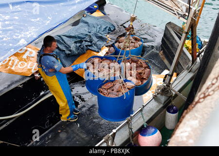 Newquay, Cornwall, Regno Unito. 27 Luglio, 2018. Granchio di mare i pescatori e i turisti ad interagire a Newquay Harbour. Così come il turismo, il porto è un attivo commerciale centro di pesca che alimenta i granchi e pesci di ristoranti locali. Credito: Nicholas Burningham/Alamy Live News Foto Stock