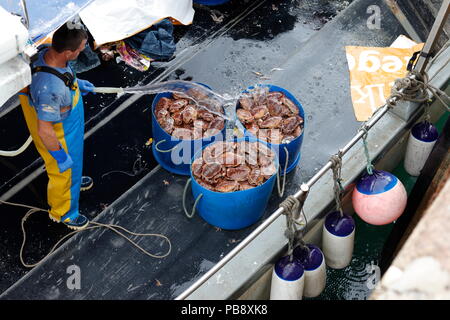 Newquay, Cornwall, Regno Unito. 27 Luglio, 2018. Granchio di mare i pescatori e i turisti ad interagire a Newquay Harbour. Così come il turismo, il porto è un attivo commerciale centro di pesca che alimenta i granchi e pesci di ristoranti locali. Credito: Nicholas Burningham/Alamy Live News Foto Stock