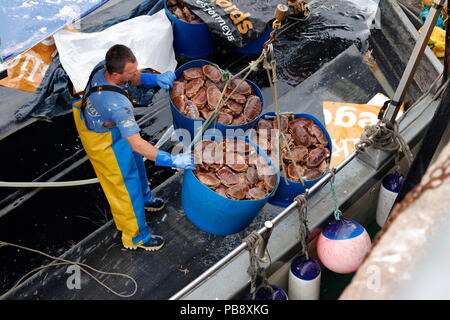 Newquay, Cornwall, Regno Unito. 27 Luglio, 2018. Granchio di mare i pescatori e i turisti ad interagire a Newquay Harbour. Così come il turismo, il porto è un attivo commerciale centro di pesca che alimenta i granchi e pesci di ristoranti locali. Credito: Nicholas Burningham/Alamy Live News Foto Stock