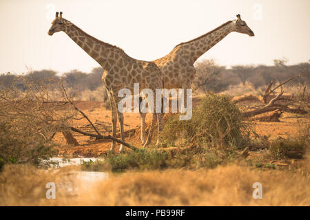 Due o un paio di giraffe al pozzo o al pozzo nella riserva di caccia di Erindi in Namibia, Africa Foto Stock