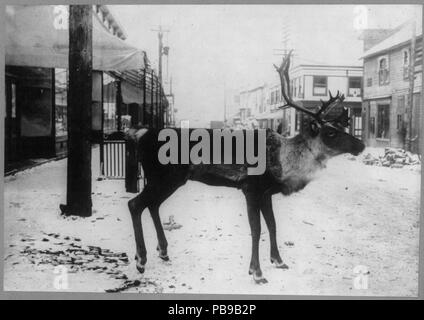 1580 Farcite le renne sulla strada - un macellaio segno, Dawson, Yukon Territory, Canada LCCN2001705723 Foto Stock