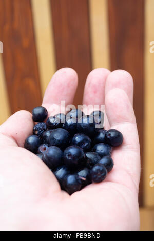 Handsl pieno con congelate di bacche di Aronia su legno tavolo rustico con bicchiere di succo chokeberry Foto Stock