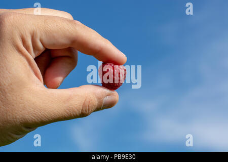 Lampone picking. Mani maschili la raccolta dei lamponi organici. Blue sky in background Foto Stock