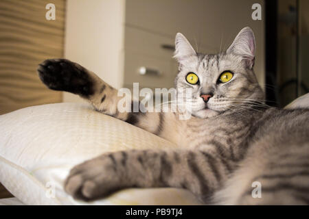 Ritratto di mentire giallo-eyed scozzese gatto grigio Foto Stock