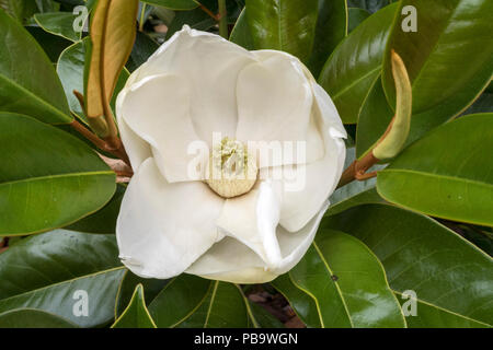 Grandi fiori profumati e lucide foglie di Magnolia grandiflora Ferruginea Foto Stock