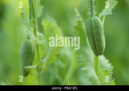 Viola papavero (noioso somniferum): due viola fiore di papavero capi prima della fioritura Foto Stock