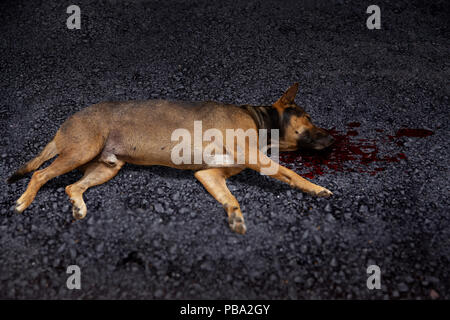 La morte del cane da colpire auto sulla strada Foto Stock