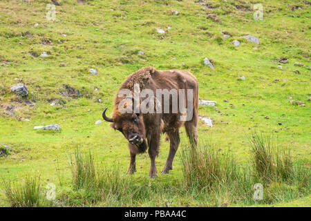 Il bisonte europeo, Bison bonasus,parte di un piccolo programma di riproduzione in cattività nel Regno Unito, prese con teleobiettivo. Foto Stock