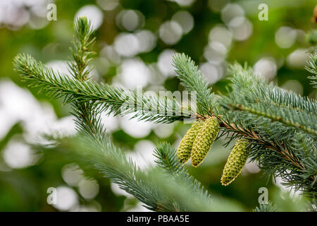 Nuovo fresco verde coni posizionati diagonalmente abete del ramo, il fuoco selettivo sfocato sfondo verde Foto Stock