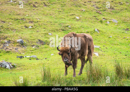 Il bisonte europeo, Bison bonasus,parte di un piccolo programma di riproduzione in cattività nel Regno Unito, prese con teleobiettivo. Foto Stock