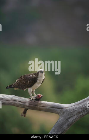 Pandion haliaetus,maschio adulto arroccato e mangiare catturare,Highlands della Scozia a metà estate, fondo diffuso, un teleobiettivo Foto Stock