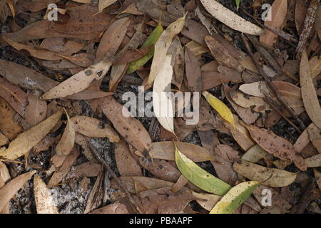 Caduto a secco di foglie di eucalipto, Port Stephens, NSW, Australia Foto Stock