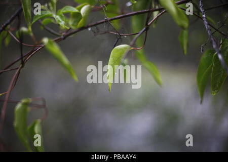 Wet eucalipto foglie dopo la pioggia, Port Stephens, NSW, Australia Foto Stock