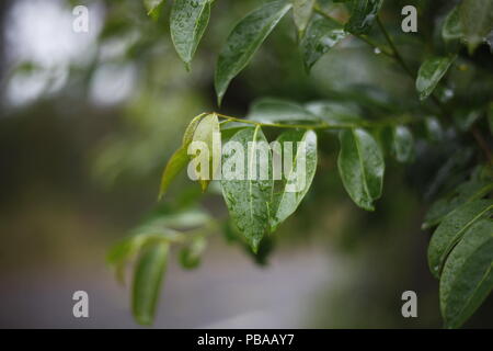 Wet eucalipto foglie dopo la pioggia, Port Stephens, NSW, Australia Foto Stock