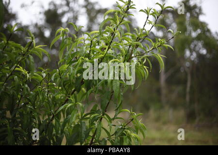 Wet eucalipto foglie dopo la pioggia, Port Stephens, NSW, Australia Foto Stock