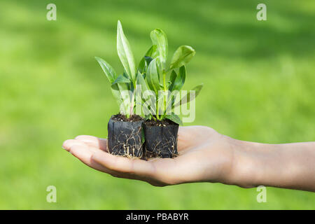 Una donna detiene il giardiniere piante maschio nel palmo della sua mano. Giardino verde appare sullo sfondo Foto Stock