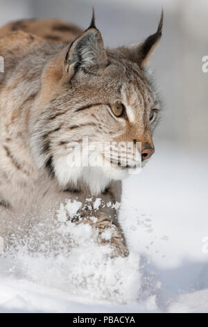 Eurasian (Lynx Lynx lynx) ritratto nella neve, captive. La Norvegia. Marzo. Foto Stock