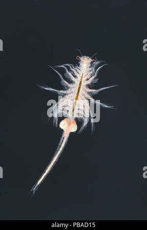 Salamoia gamberetti o gamberi di scimmia (Artemia salina) femmina. Condizioni controllate. Foto Stock