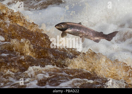 Salmone atlantico (Salmo salar) salta sulla migrazione a monte, sul fiume Tyne, Hexham, Northumberland, Regno Unito, novembre Foto Stock