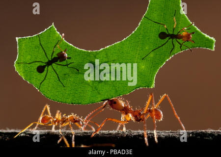 Foglie di formiche trinciatrice atta (sp) che trasportano il pezzo di foglia, Costa Rica. Foto Stock