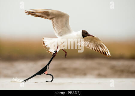 Testa nera gabbiano (Chroicocephalus ridibundus) prendendo il largo con piedi catturati nel scartato appendiabiti, Lago Csaj, Kiskunsagi National Park, Pusztaszer, Ungheria. Maggio. Foto Stock