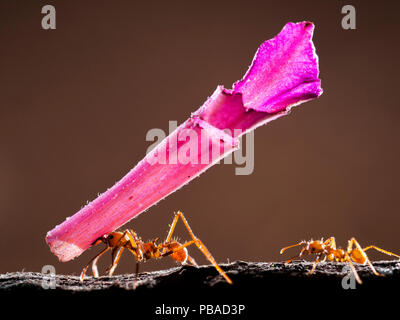 Fresa a foglia ant (Atta sp) che trasportano il fiore rosa segmento, Santa Rita, Costa Rica. Foto Stock