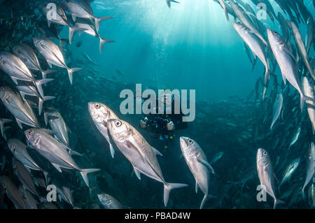 Subacqueo a fotografare una scuola di carangidi obeso (Caranx sexfasciatus) Sipadan in Malesia. Novembre 2015. Foto Stock