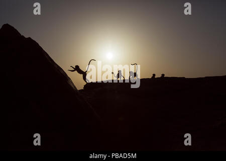 Pianure meridionali langur grigio / Hanuman langurs (Semnopithecus dussumieri) giocando su le cime della scogliera a sunrise . Jodhpur, Rajasthan, India. Marzo. Foto Stock