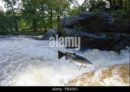 Un salmone Atlantico (Salmo salar) saltando una cascata in autunno sul fiume (Afon) Lledr, Betws-y-Coed, Galles Ottobre Foto Stock