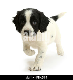 In bianco e nero Springer Spaniel cucciolo, età di 6 settimane. Foto Stock