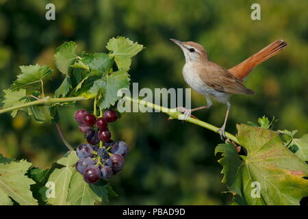 Rufous-tailed scrub robin (Cercotrichas galactotes) appollaiato sul vitigno, Sevilla, Spagna, Agosto. Foto Stock