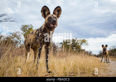 African wild dog (Lycaon pictus) in piedi in erba, scattate con fotocamera remota. Parco Nazionale di Hwange, Zimbabwe. Luglio Foto Stock