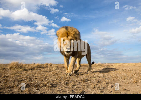 Lion (Panthera leo) passeggiate sulla pianura, scattate con fotocamera remota. Parco Nazionale del Serengeti, Tanzania. Dicembre Foto Stock