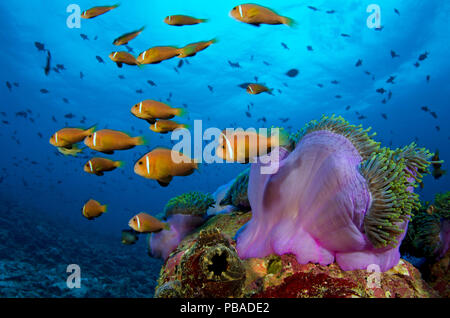 Maldive anemonefish (Amphiprion nigripes) shoal nuotare nella corrente che scorre su un magnifico mare (anemone Heteractis magnifica). La BAA Atoll, Maldive. Oceano Indiano. Foto Stock